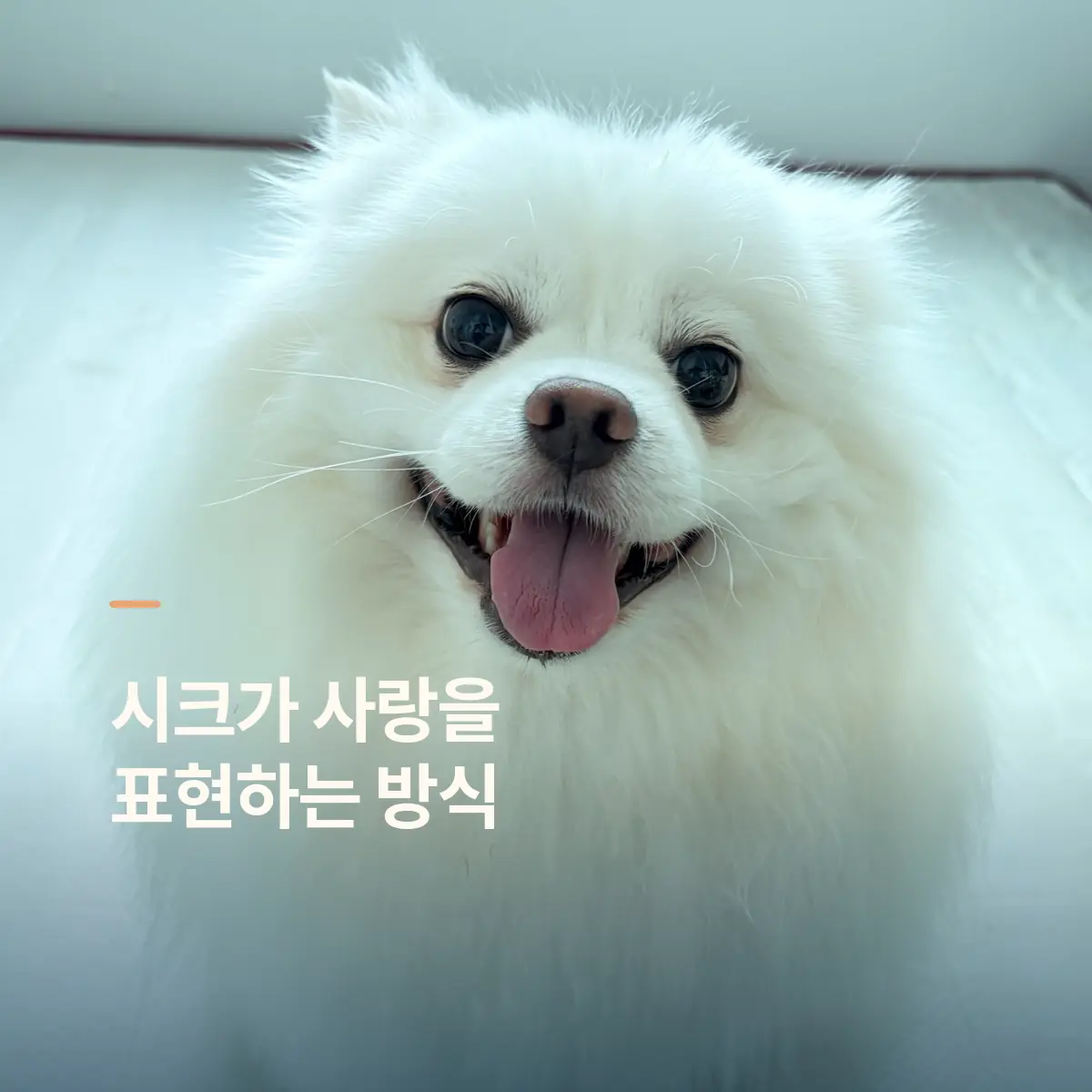 포메라니안 성격과 특징, 네 살 시크가 사랑을 표현하는 방식